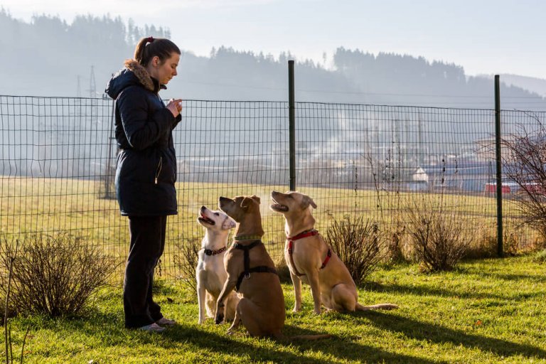 köpek temel itaat eğitimi Veteriner Türkiye